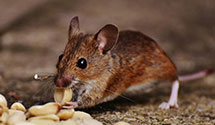 24 Hour & Emergency Exterminators in Land O Lakes, FL